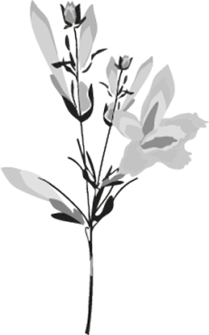 gaura